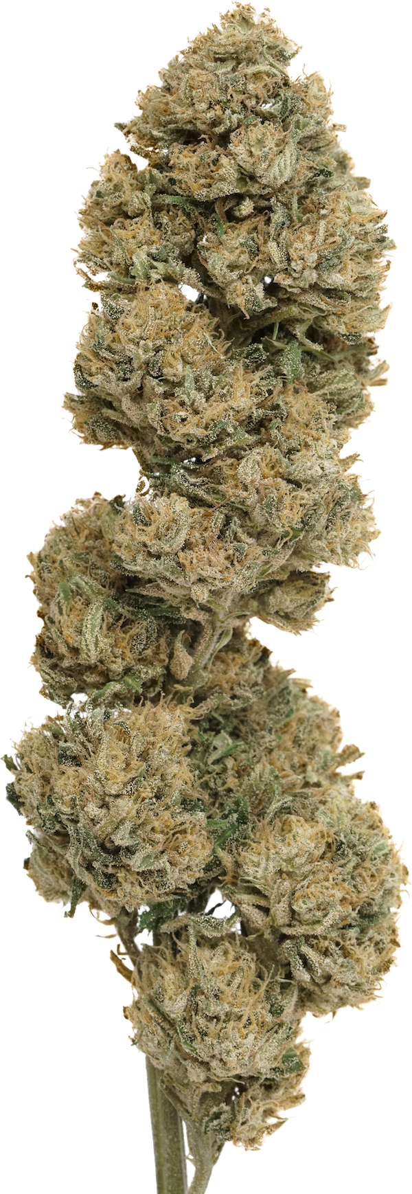 White CBG