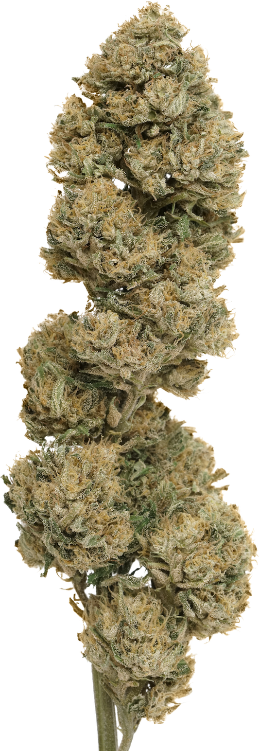 White CBG